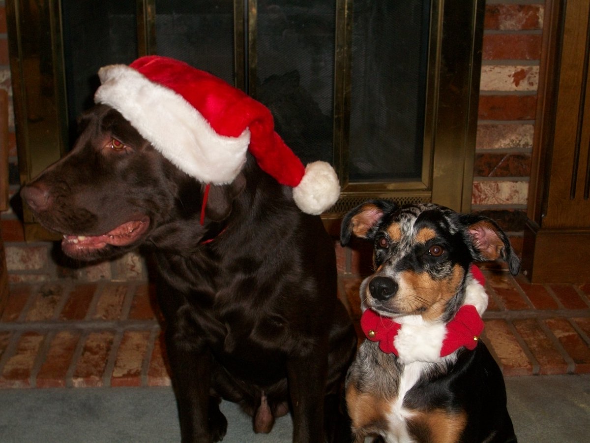 It's 1 #finallyFriday's until Christmas and Duke and Belle were two of the best. #happydogs #oldofficedogs #mansbestfriend #christmas2020 #covidchristmas2020 

Photo Morgan Myrick