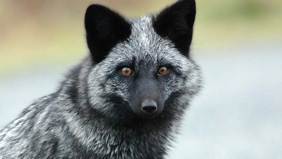Most fox. Лиса чернобурка. Чернобурая лисица лисицы. Чёрная лиса чернобурка. Канадская лисица чернобурая.