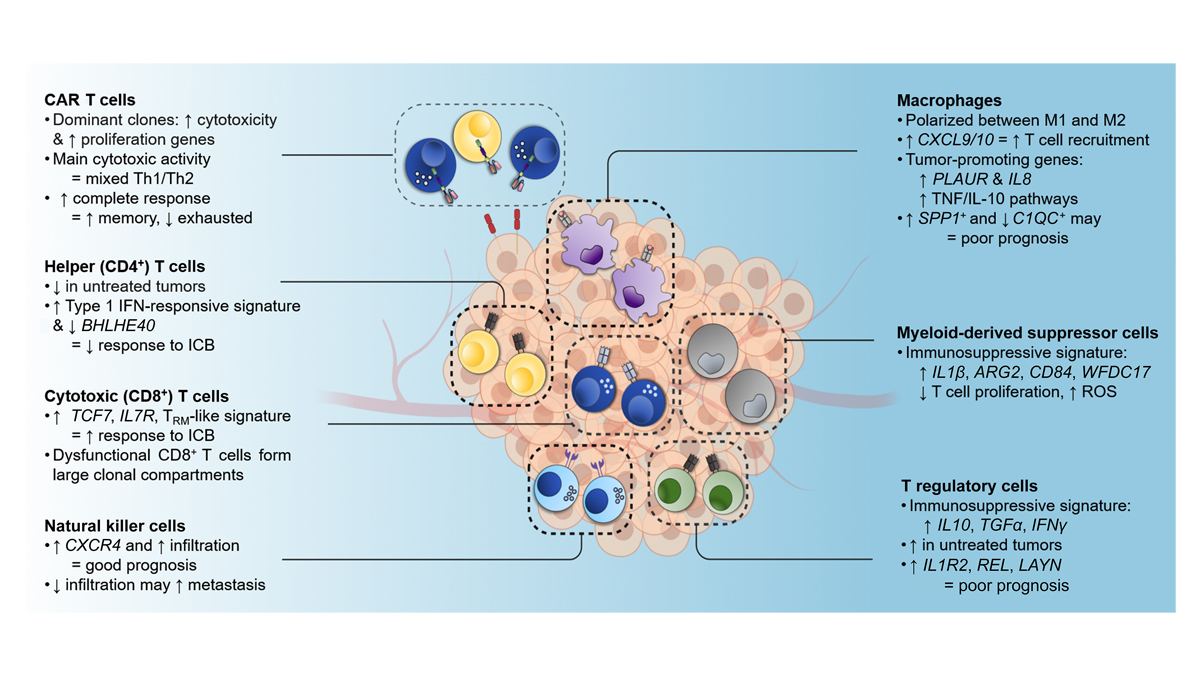 RockUPress's tweet photo. In @JExpMed #JEMCancerFocus review: @puneeth_guru et al. at @RuellaLab @PennMedicine examines how single-cell RNA sequencing has transformed the understanding of basic #cancer and immune biology in the context of cancer #immunotherapy. https://t.co/7QwsmDupxC https://t.co/1HnlHaAZQe