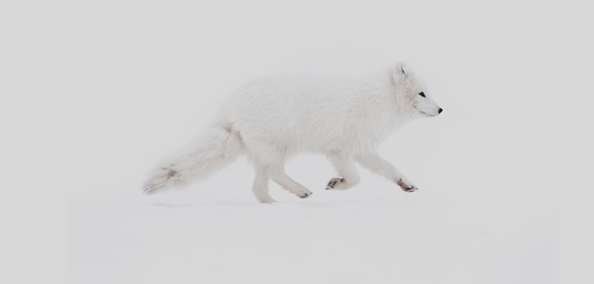 The arctic fox is a symbol for our efforts to protect nature and support initiatives that have the same goal. Learn more about the initiatives we are supporting this year: l8r.it/RQVS