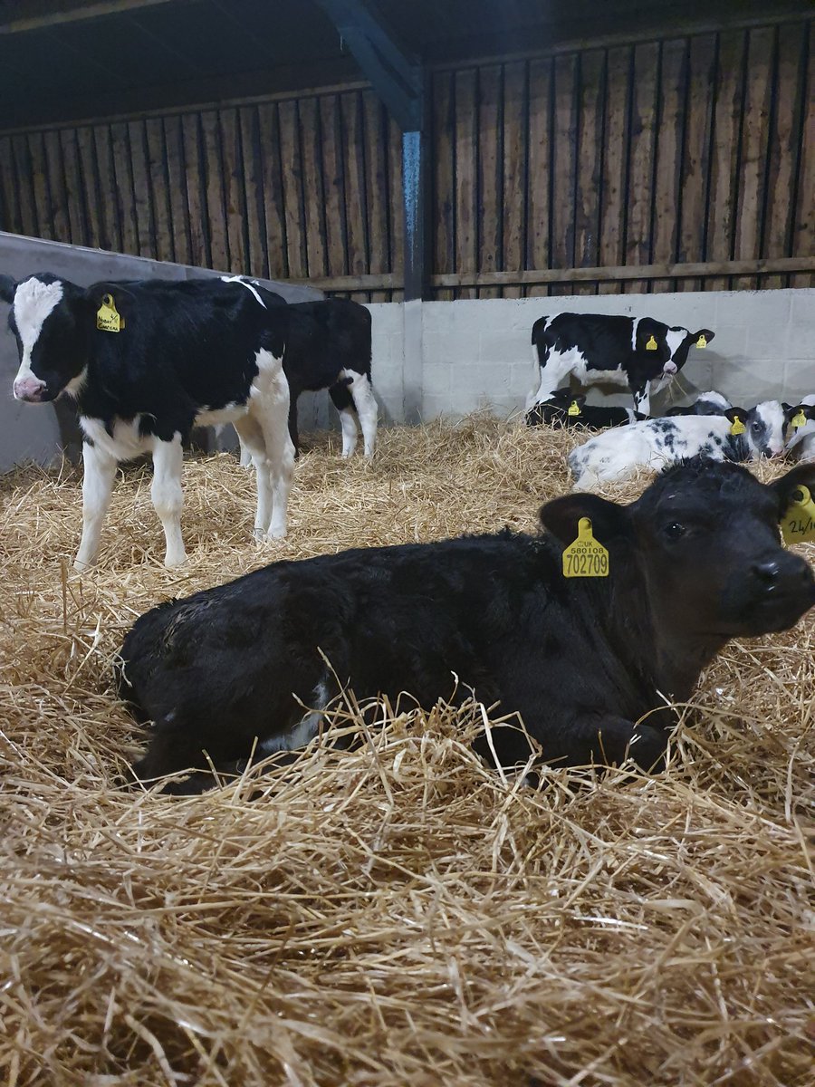 Early Christmas present for the calves, getting moved into some new accommodation!