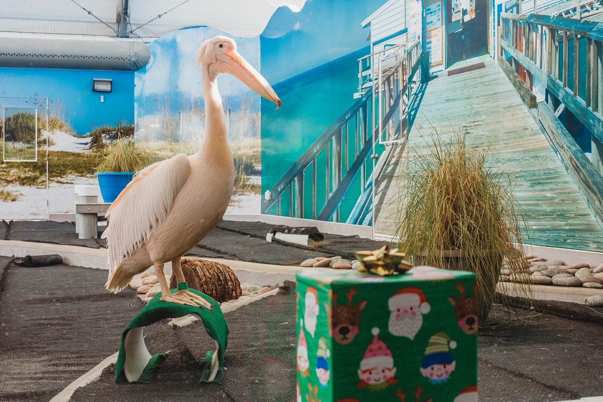 Clearwater Marine Aquarium Visit St Petersburg Clearwater Florida