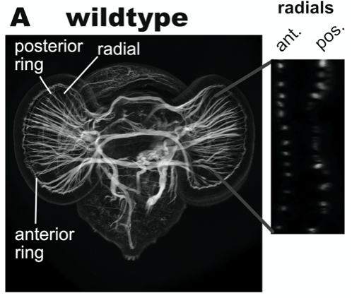 Dev_Bio_Journal's tweet photo. #DBfeatures #ectomesoderm #Serpin #spiralian #llyanassa
🐌🐌🐌🐌🐌🐌🐌
"A serpin is required for ectomesoderm, a hallmark of spiralian development" by Longjun Wu & David Lambert, in our Jan 1, 2021 issue!
Read it here -> https://t.co/A7obmupFuC https://t.co/3T9BtzdBS5