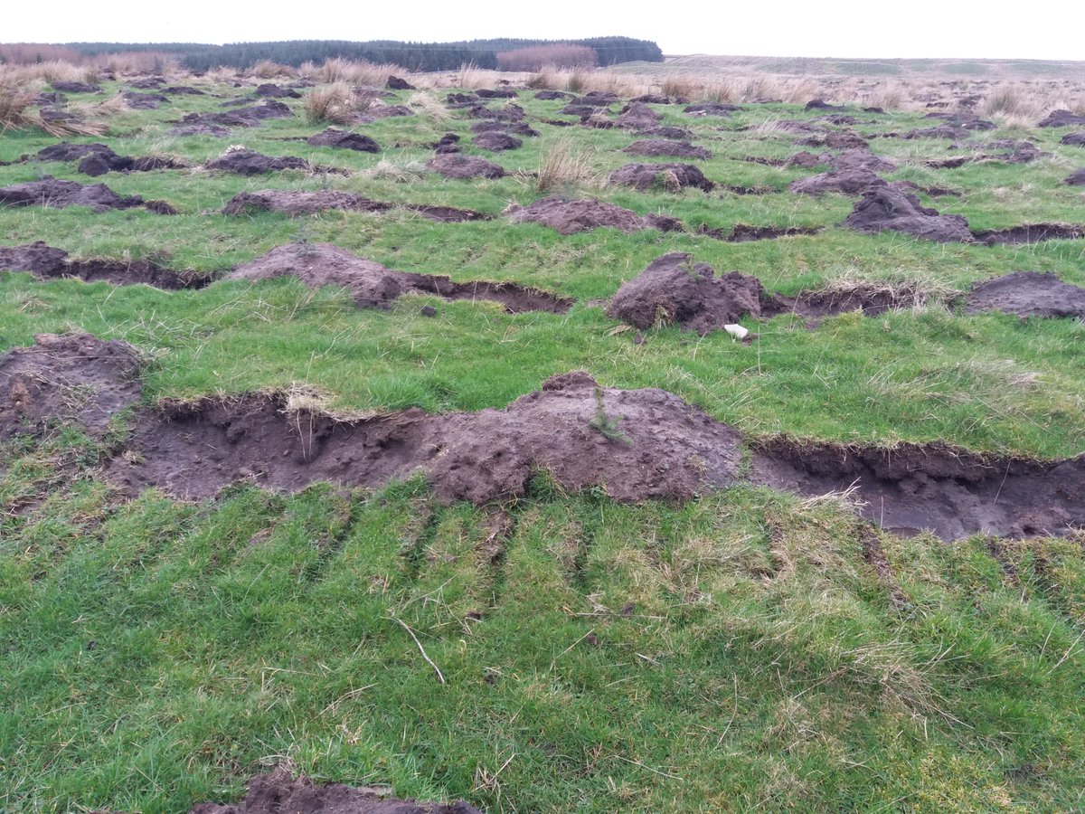 There has been a lot of talk about cultivation for woodland creation. <a href="/ForestryComm/">Forestry Commission</a> <a href="/Forest_Research/">Forest Research</a>  in association with the Forestry and Climate Change Working group and <a href="/royal_forestry/">RoyalForestrySociety</a> a webinar on getting it right rfs.org.uk/events/2021/ja… Practical advice, not policy, and free