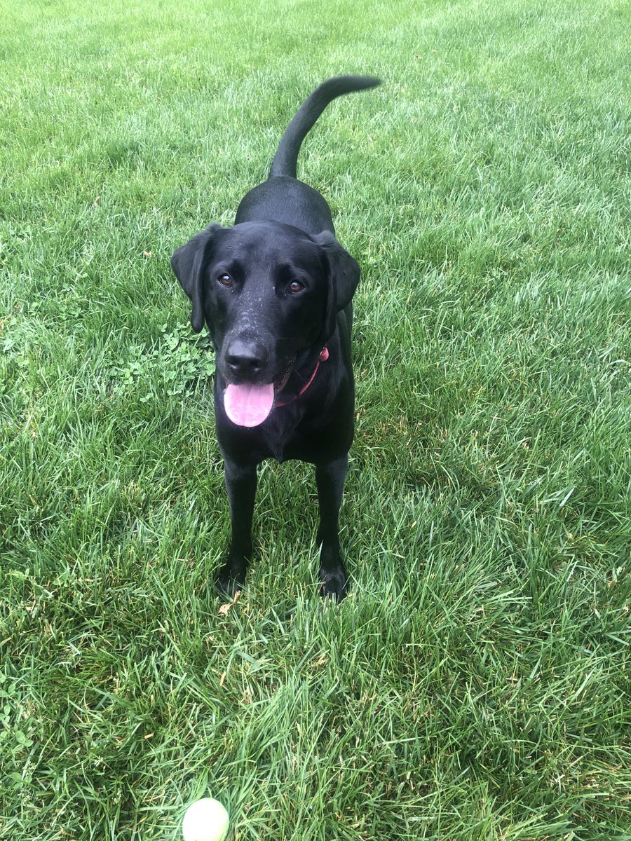 This cutie is can worthy ⁦<a href="/budweiserusa/">Budweiser</a>⁩ #Pupweiser #Woodrow #blacklab