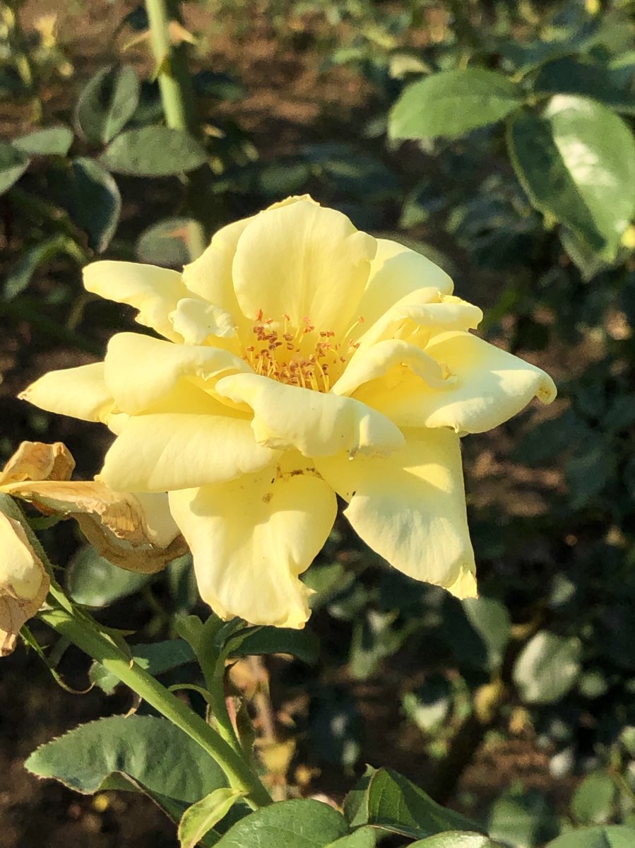 植木久夫 08 15の神代植物公園の薔薇の ゴールデン セプター Golden Scepter 1950年オランダ産をあと1枚 神代植物公園 薔薇 バラ 花 Parksjindai Rose Roses Flower Flowers T Co Msge0f7qvu