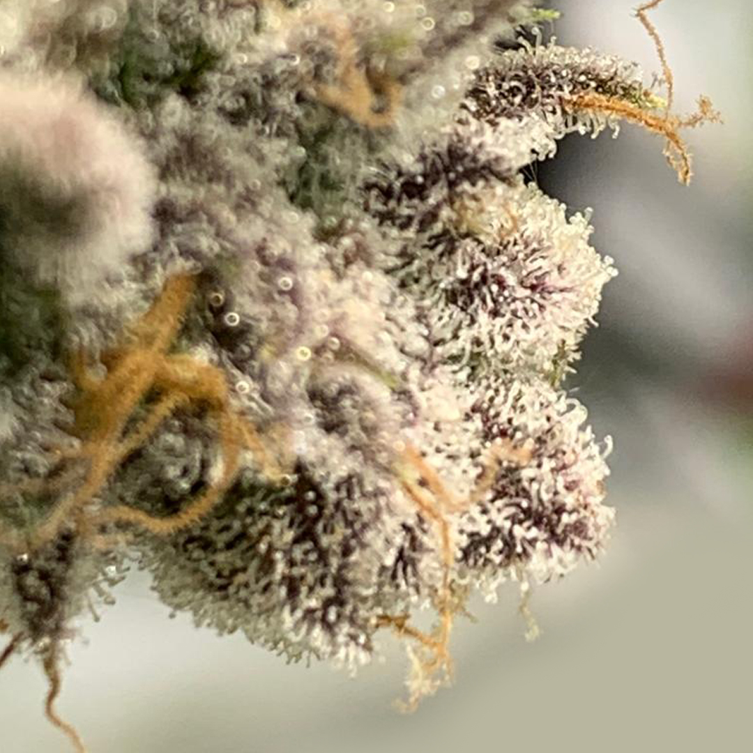 HIGH_TIMES_Mag's tweet photo. ED lights in action...and results thanks to @SpectrumKingLED. https://t.co/2mq8LmyUda #ledgrowlights #growlightsforpros #spectrumking #spectrumkingled #AD https://t.co/4xcN6yzkab