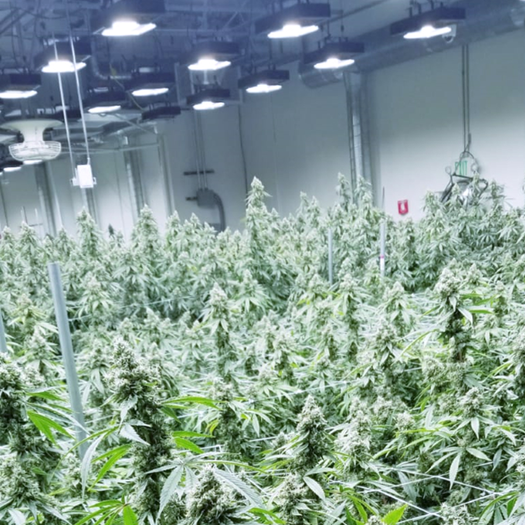 HIGH_TIMES_Mag's tweet photo. ED lights in action...and results thanks to @SpectrumKingLED. https://t.co/2mq8LmyUda #ledgrowlights #growlightsforpros #spectrumking #spectrumkingled #AD https://t.co/4xcN6yzkab