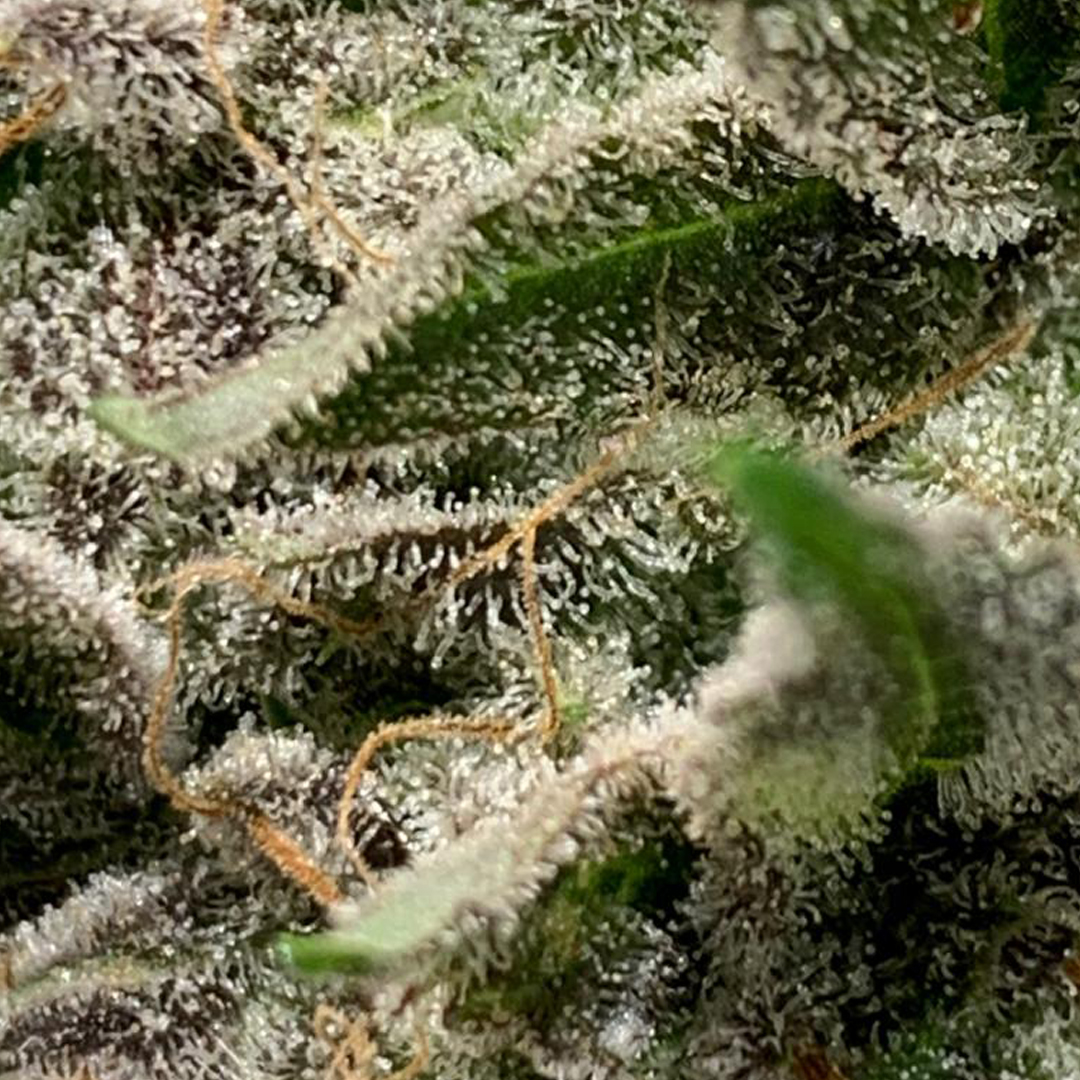HIGH_TIMES_Mag's tweet photo. ED lights in action...and results thanks to @SpectrumKingLED. https://t.co/2mq8LmyUda #ledgrowlights #growlightsforpros #spectrumking #spectrumkingled #AD https://t.co/4xcN6yzkab