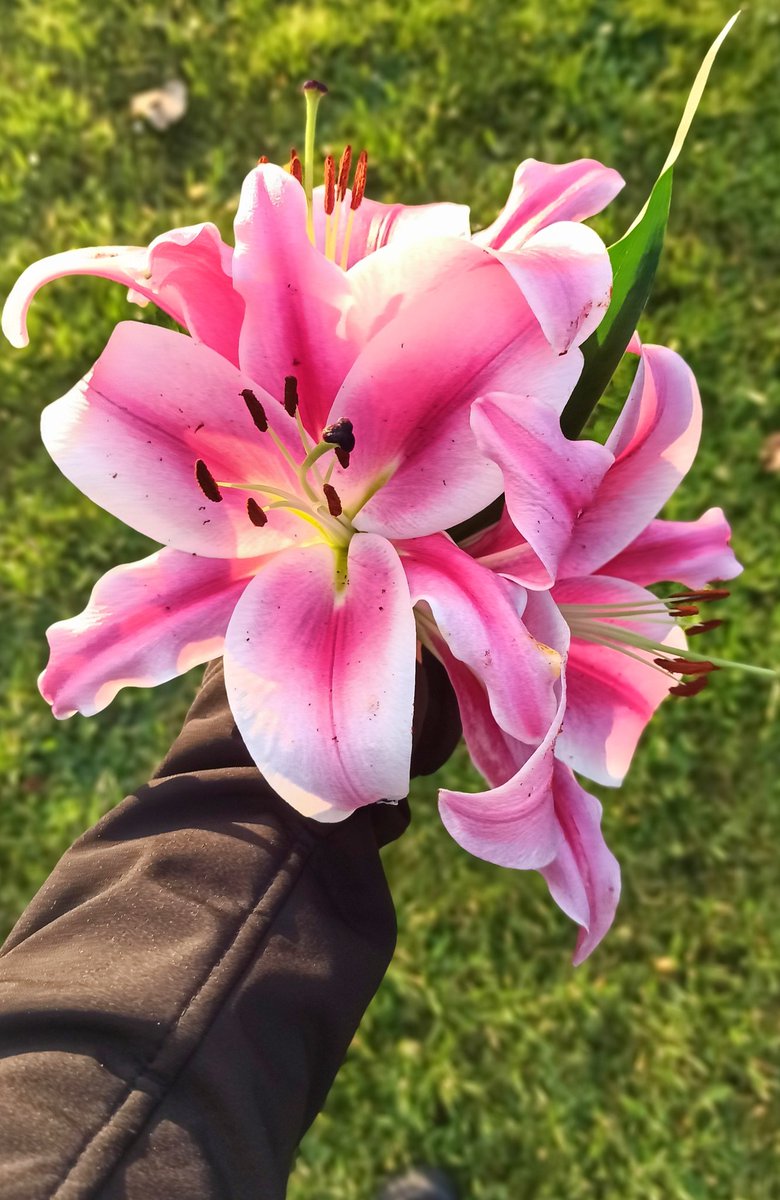 sofiiatretiak's tweet photo. The last day of Botany laboratory classes with 1st year students at NUIG is finished! It was a great experience of demonstrating for those who are just in the beginning of their scientific path! 👩‍🔬👨‍🔬🔬 @BPSNUIGalway @nuigalway https://t.co/AM1YiGtqar