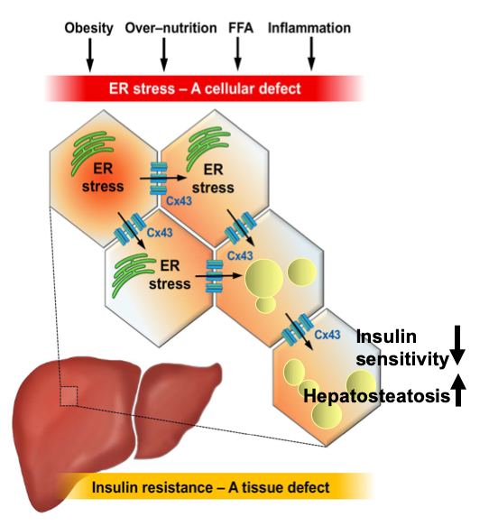 gshlab's tweet photo. New paper on a groundbreaking study of stress response in liver cells is out in @Cell_Metabolism Congratulations to Gökhan S. Hotamışlıgil, Amir Tirosh, Gürol Tunçman, Ediz Calay, and others for their wonderful work. ⁦@ghotamis @MET_HSPH @HarvardChanSPH 
https://t.co/IfCyKb5gsp https://t.co/POp1LUBSQJ