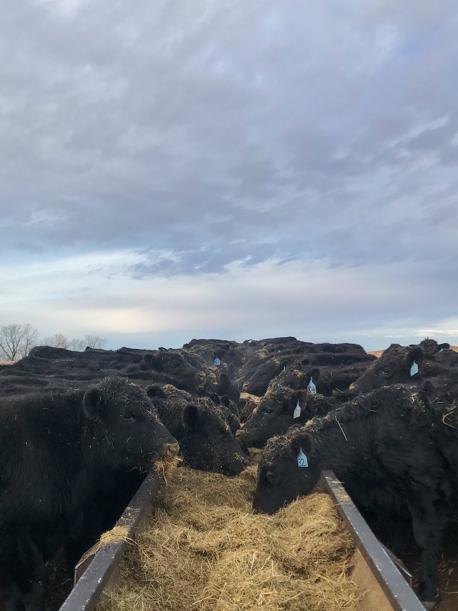 BkrBeef's tweet photo. We love to see it. #yearlings #backgrounding #UNLBeefExt #sandhillscattle https://t.co/OasAktKsmD