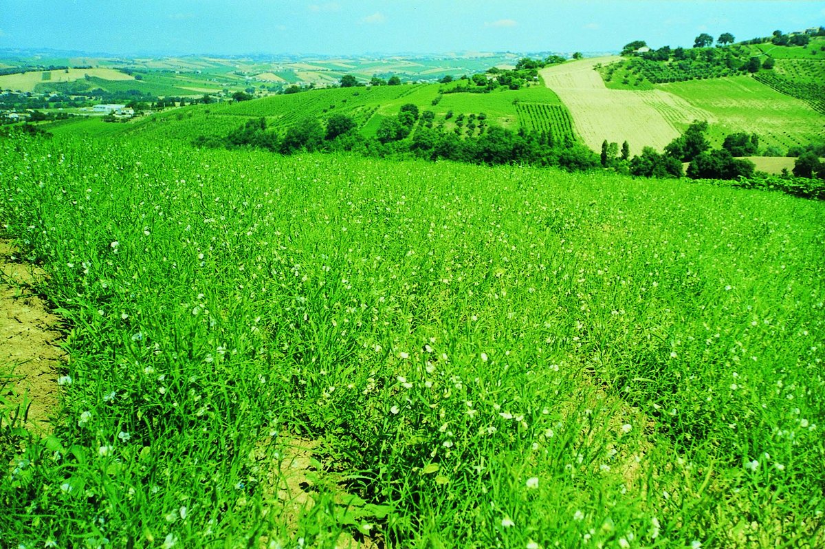 SlowFoodItaly's tweet photo. Agricoltura biologica, riduzione dell’uso di fitofarmaci e fertilizzanti, di emissioni zootecniche, miglioramento del benessere animale, conservazione della biodiversità negli agroecosistemi. Questo ci chiede l'#Europa per la nuova #Pac
https://t.co/Qn6rDtRgU5 https://t.co/KseKs3SSEO