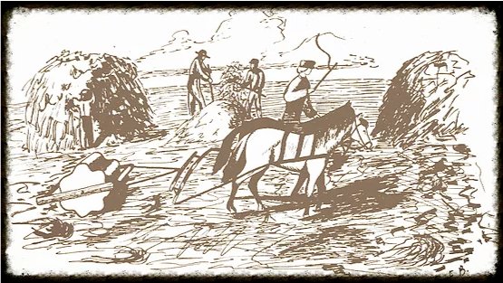You may wonder what Threshers are. Threshing is the loosening of the edible part of grain from the straw, in this case, wheat. The roller-like stones were pulled over the wheat to thresh. Today it's done by combines & the stones are artifacts found in central Kansas.