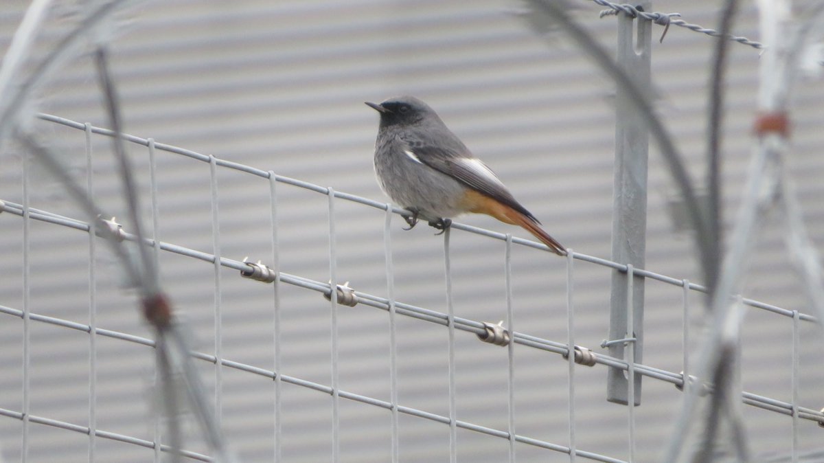 Thomas Simpson tweet media