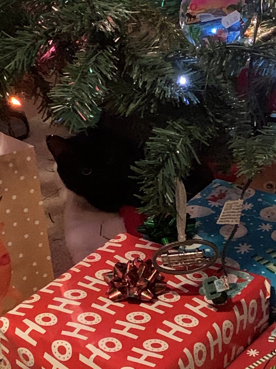 tysky143's tweet photo. @LHS2024 Class of 2024, Can you find my special gift under the tree? That’s my MiSo. He thinks he is a gift! Or he is stealing the Christmas bow! You guess which one! https://t.co/eG4Twbz3iL