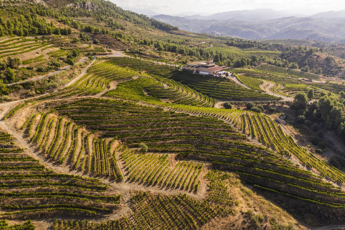 VinosIberian's tweet photo. Nuestra bodega #CalGrau se erige en lo alto de la colina rodeada de terrazas  aprovechado las curvas del nivel, como si fueran las ondas de un océano. La cubierta de la bodega es una alegoría a las olas del mar, logrando una perfecta y sugerente integración en el paisaje. https://t.co/Twy0955pJQ