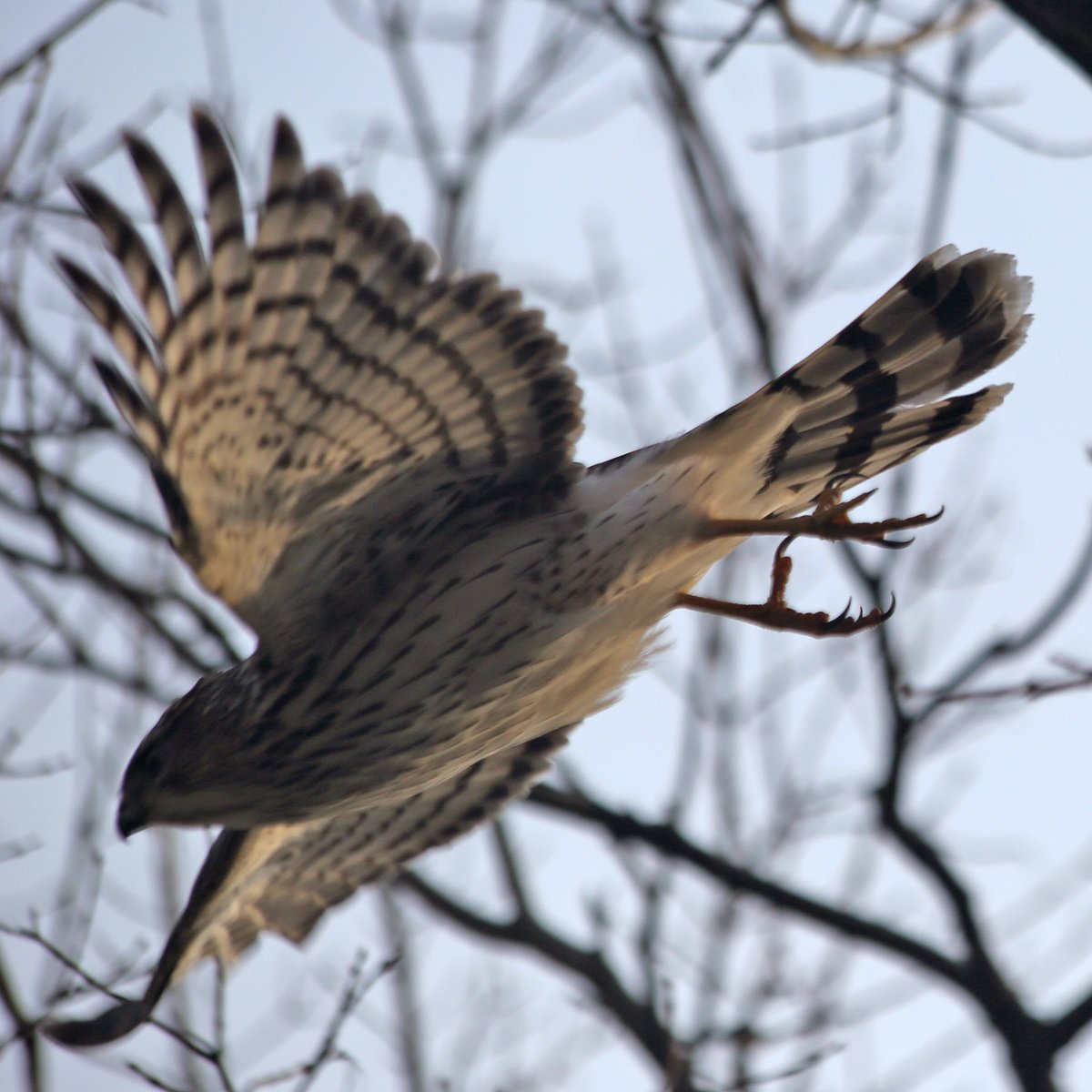The hawk dive-bombed some bushes, scaring off the sparrows.