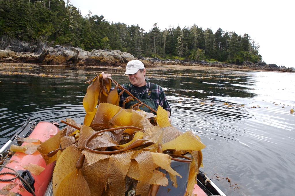 OmegaSeaLLC's tweet image. The Omega One Fish Food story began in Sitka, Alaska. Brothers, Denny and Marty Crews, began making fish food in 1998 with quality ingredients as their top priority. Today, our product line has grown, but our commitment to quality remains the same! #omegaone #alaska #fishfood