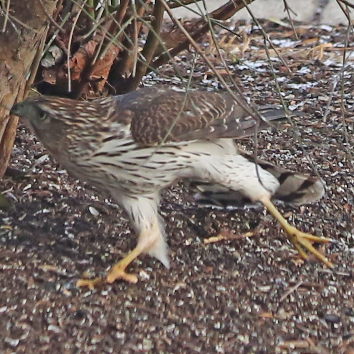 The hawk dive-bombed some bushes, scaring off the sparrows.