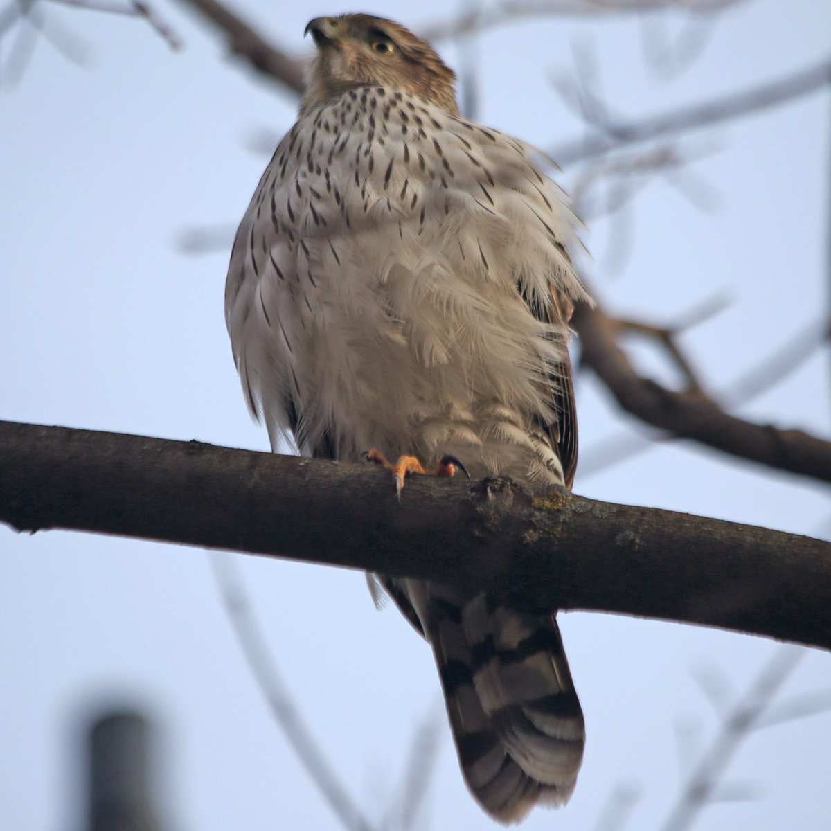 I had some fun watching a Cooper's hawk this morning at the corner of Sheridan Road and Margate Terrace in Uptown.