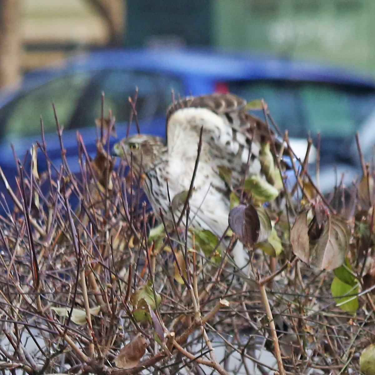 The hawk then flew out of the bushes…