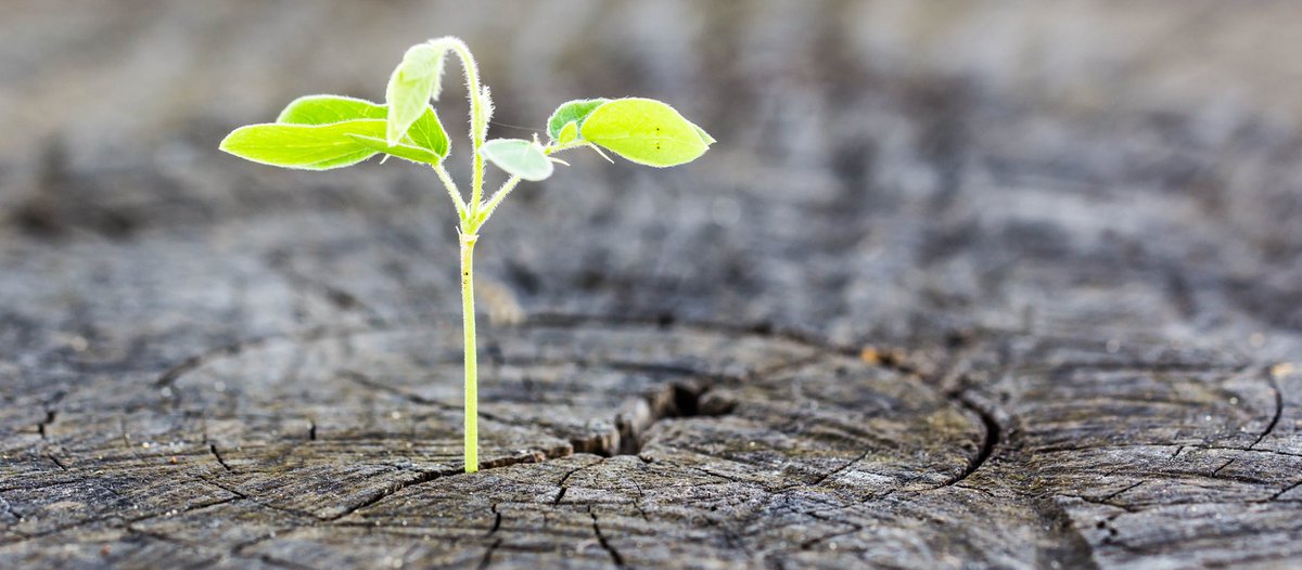 “The test of a first-rate intelligence is the ability to hold two opposing ideas in mind at the same time and still retain the ability to function. One should, for example, be able to see that things are hopeless and yet be determined to make them otherwise.” F. Scott Fitzgerald