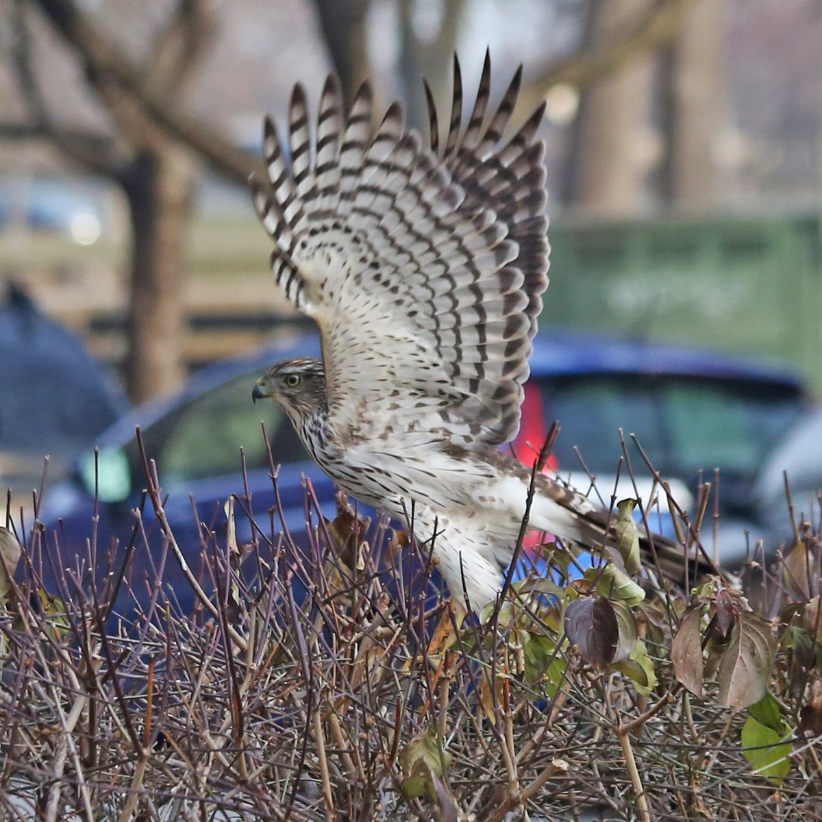 The hawk then flew out of the bushes…