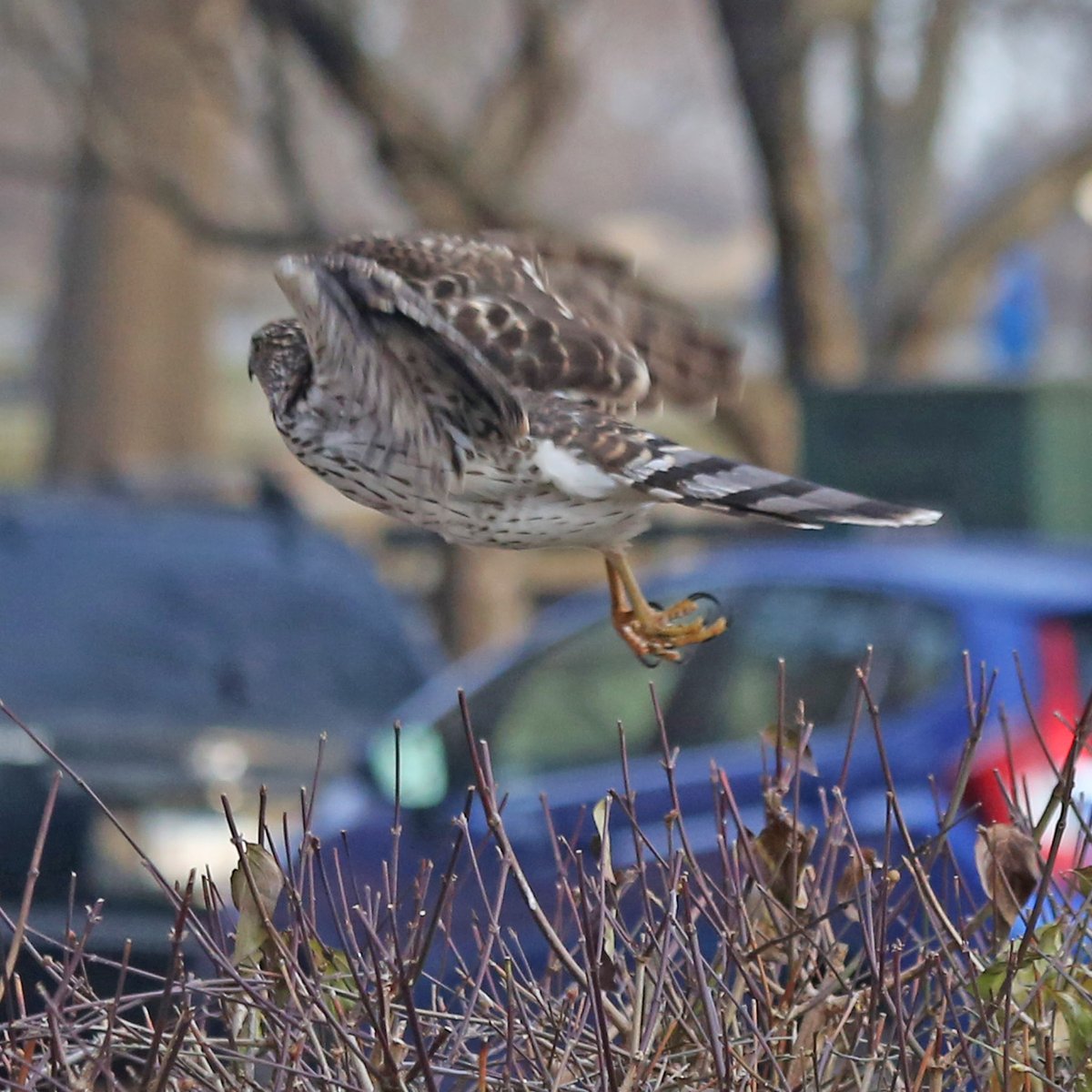The hawk then flew out of the bushes…