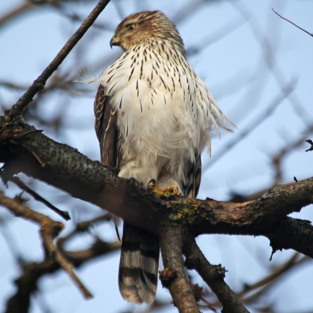 It then spent a while in nearby trees, swiveling its head as it looked around (occasionally eyeing me).