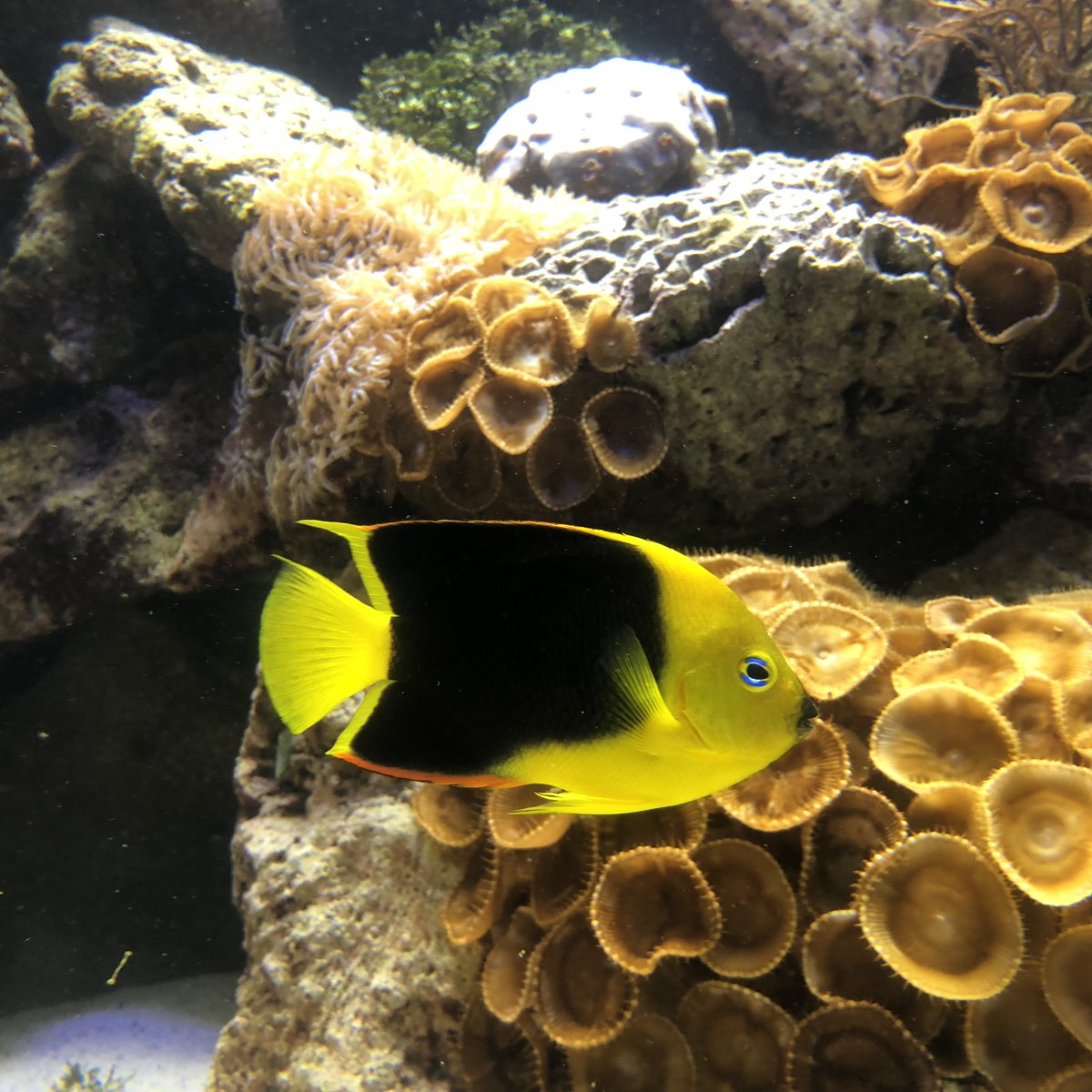 yellow angel fish