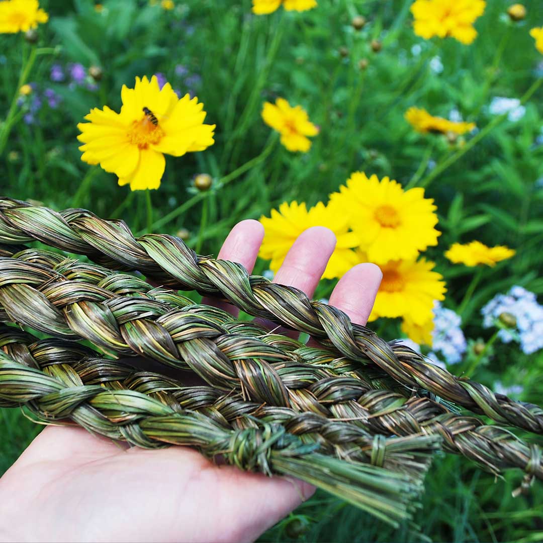 Prairie Moon Nursery on X: Did you know we have Sweet Grass Braids? To  many North American indigenous cultures, Sweet Grass is considered a sacred  plant used in prayer, smudging, and other