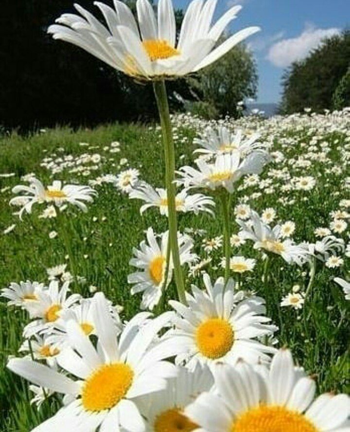 العلم يرفع بيتا لا عماد له 
والجهل يهدم بيت العز والشرف!