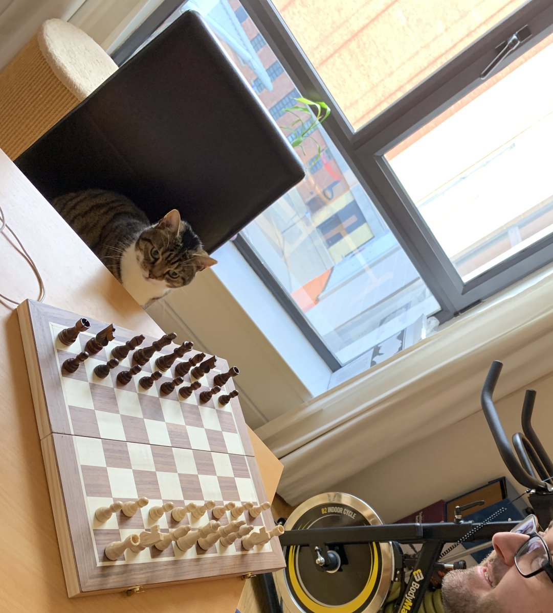 Tino? Fancy a game #TheQueensGambit #CatsOfTwitter #catlovers #Cat