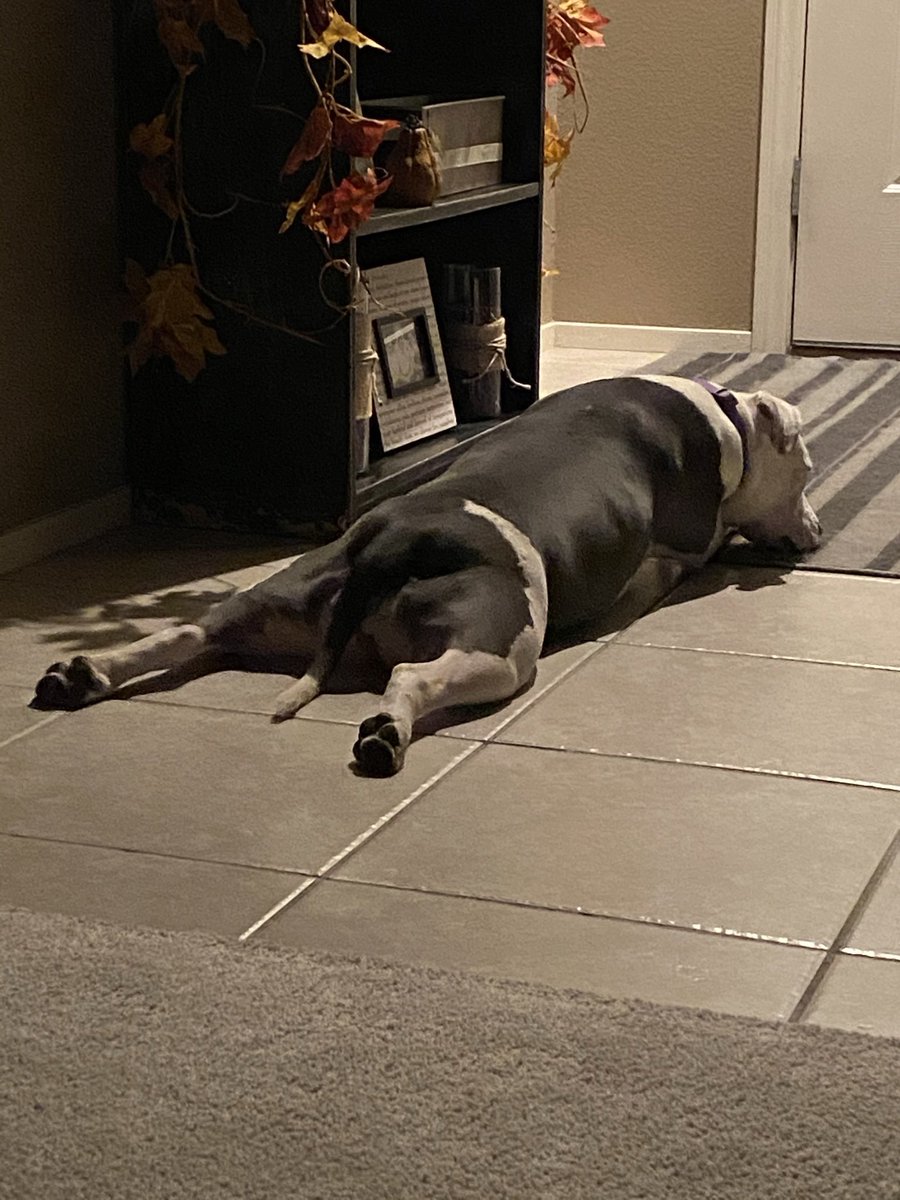 MissGracieLou1's tweet image. Dad left to go walk and didn’t take me!  #howrude 🐾