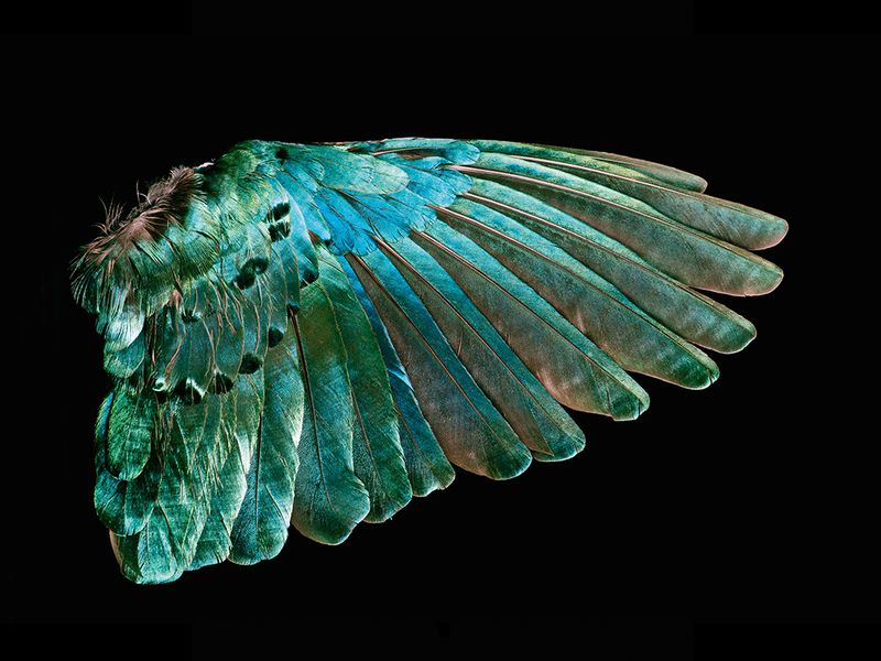 The iridescent color you sometimes see in feathers results from "structural color": a micro-layering of different dielectric layers at the scale of the wavelength of light. This leads to certain wavelengths being selectively reflected. https://academy.allaboutbirds.org/how-birds-make-colorful-feathers/