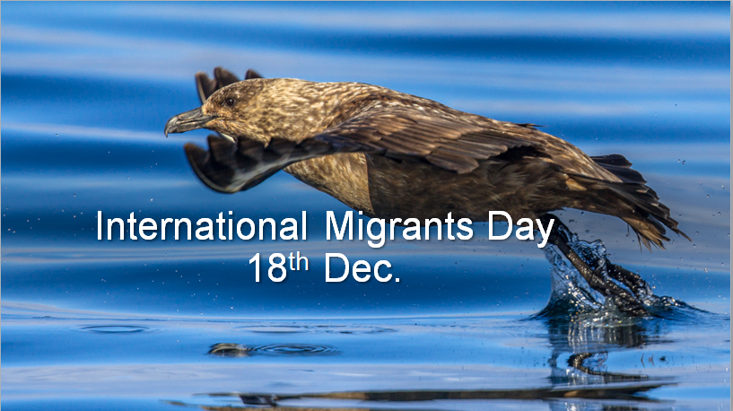 edbrix's tweet image. aims to raise awareness about the challenges and difficulties of international migrants  #awareness#challenge