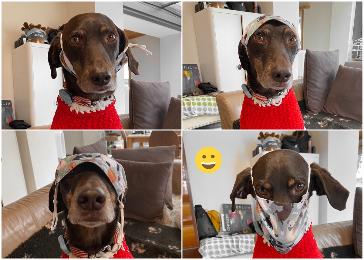 pguich's tweet image. My dog teaching how to mask.