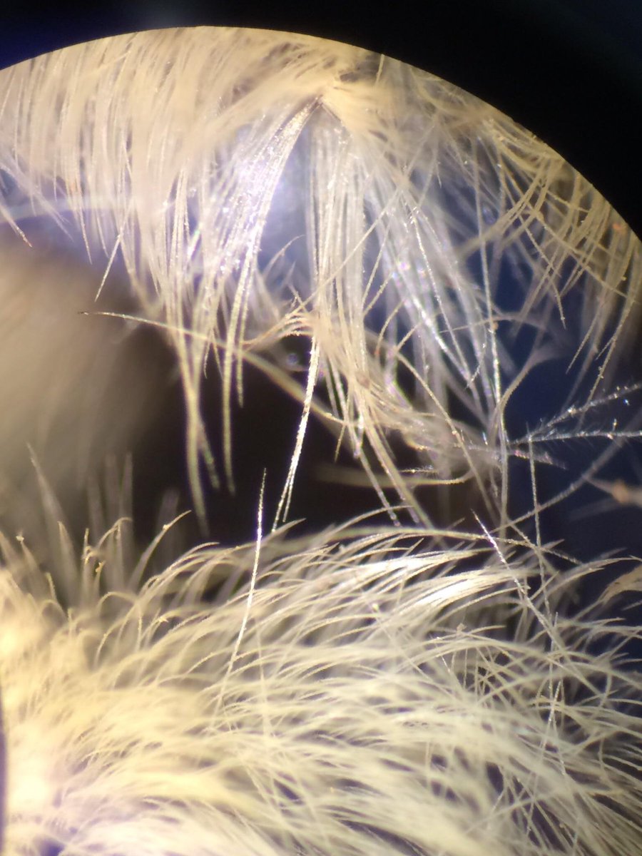 27. FUR or hair is similarly amazing, with similar properties (this photo is from a honeybee).Fur is less structural and has a more dynamic relationship with thermal regulation. For example, one of the reasons it stands on end is to increase the rate of evaporation.