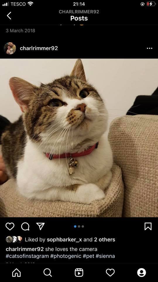 LostPetsWales tweet media