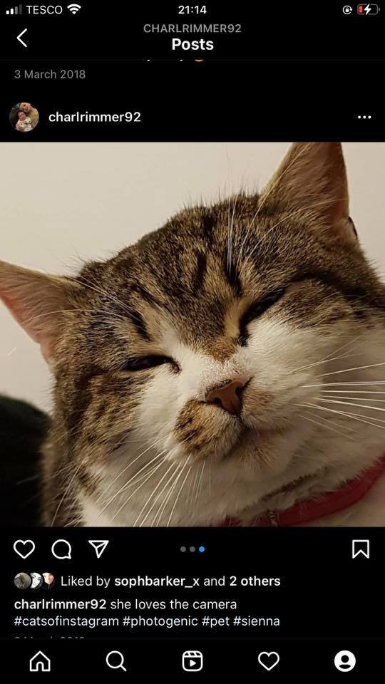 LostPetsWales tweet media