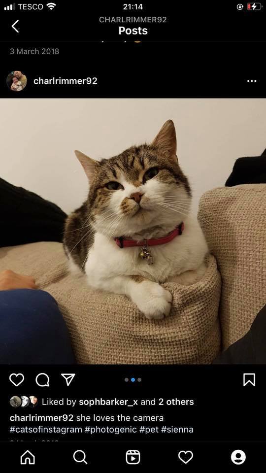 LostPetsWales tweet media