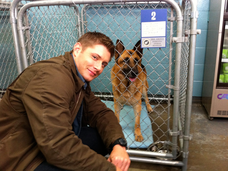 jensen ackles and animals, a soft thread