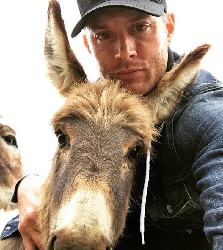 jensen ackles and animals, a soft thread