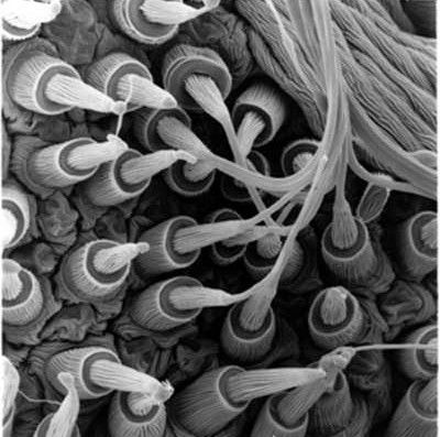 28. SPIDER SILK is a wonder material. It is extremely light: a strand long enough to circle the earth would weight less than half a kg. Its tensile strength per unit weight is about five times larger than steel. (photo of spider silk glands)