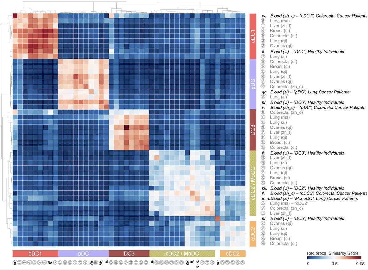 Where do tumor-infiltrating DC states originate from? cDC1, pDC, cDC2, and cDC2/MoDC states have their counterparts in blood, suggesting these cells are defined phenotypically before they enter the tumor... 9/n