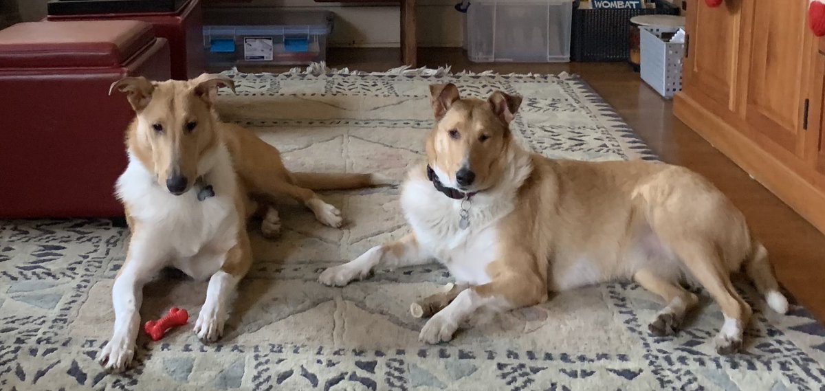 Me: ... good sit stay ... what good dogs you are 

Them: ... when are we getting the  treat ...