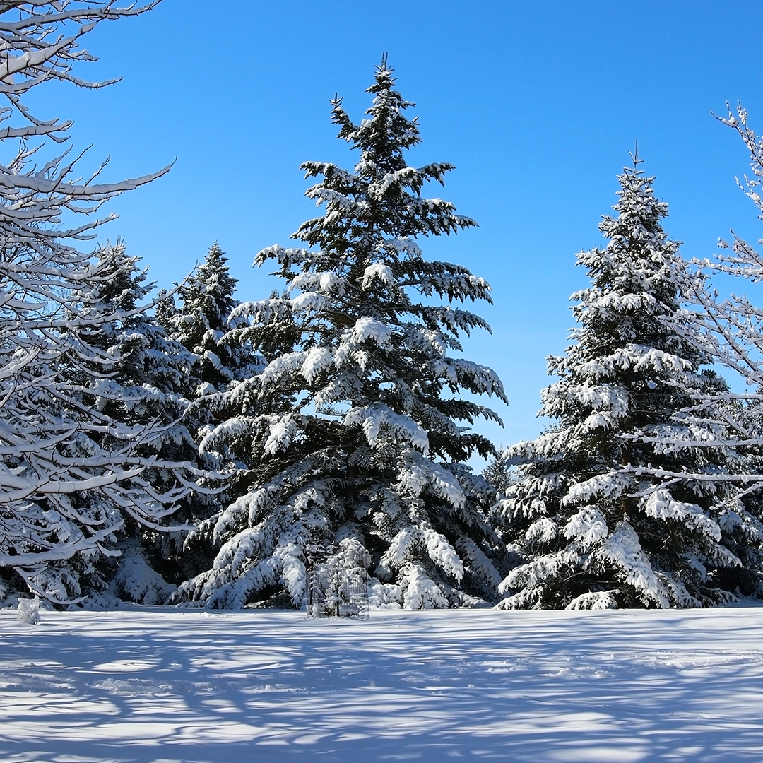 LaurelRock's tweet photo. #NorwaySpruce keeps your backyard green through the snowy months, provides an excellent windbreak for your #landscape &amp; is a year-round cover for a variety of #wildlife. #FlowerPower #Thankful4Trees 
@arborday https://t.co/5a5Pweb8ug