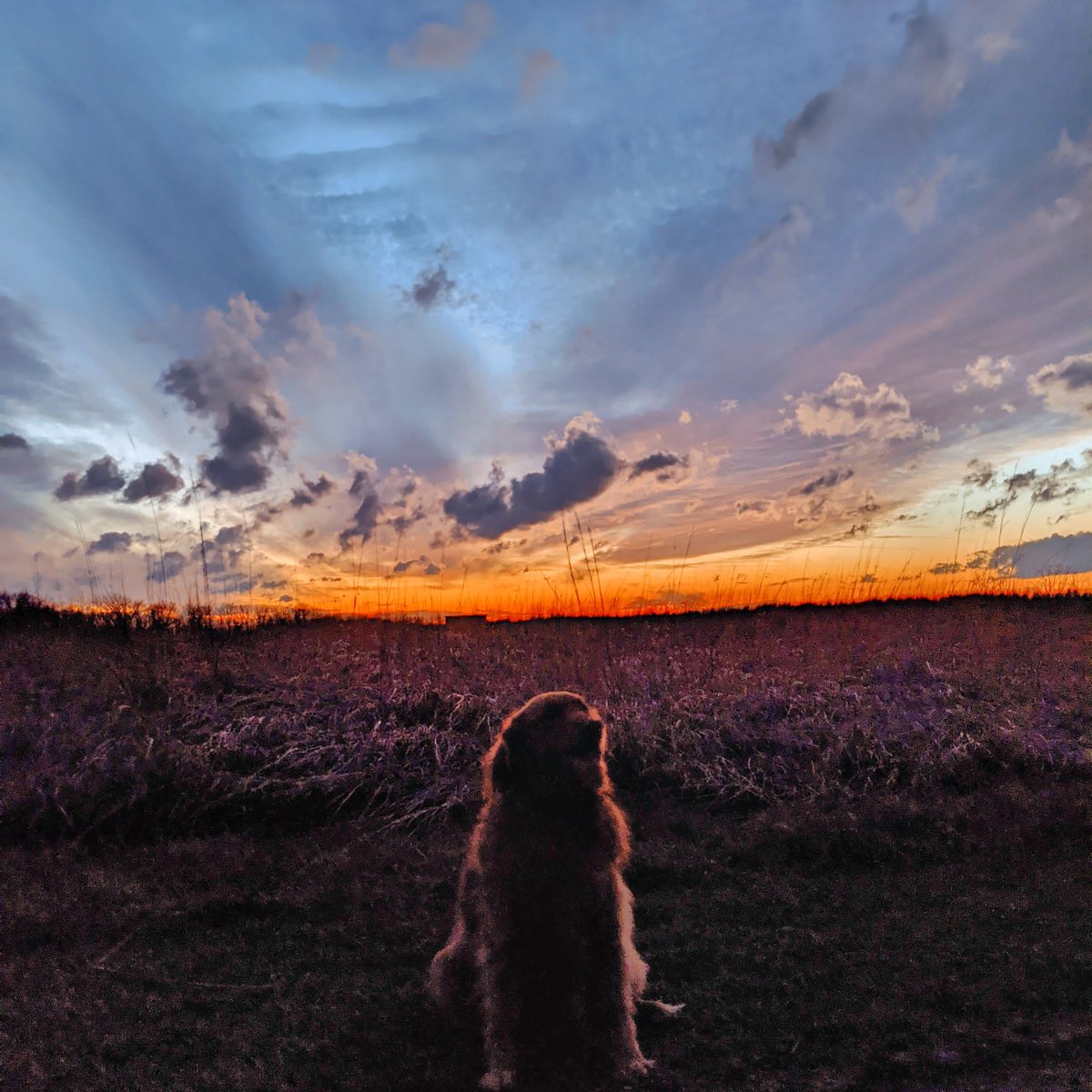 Went for a stroll at sunset a few days ago. Dreary she's the last few days. That's Ohio in winter though!
🌄
#sunset #sunsetstroll #walkinthepark #prairieoaksmetropark #cbusmetroparks #614 #goldensofohio #goldensofinstagram #getoutside #MelisAdventures #TheZestyTraveler