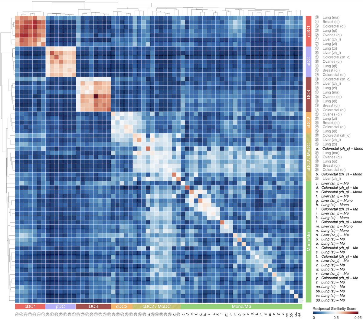 The tumor-infiltrating cDC1, cDC2, DC3, and pDC states are distinct from their monocyte and macrophage counterparts, whereas the cDC2/MoDC state shows similarities with these cells. 8/n